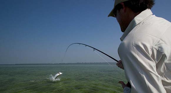 florida keys sharks. Florida Keys: Fish On!!