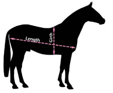 horse standing square